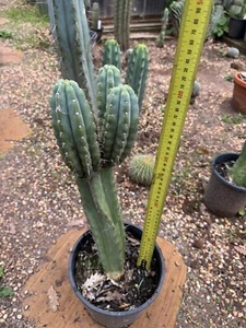 Rare Cactus sausage Rooted Cut 3 Pups - Picture 1 of 6