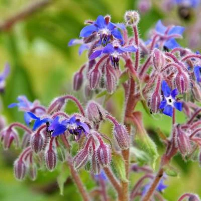 BACK TO NATURE SEED COMPANY Borage Herb - Seeds - Organic - Non Gmo - Heirloom Seeds – Herb Seeds