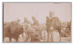 Helwan Helouan / Egipto 1902 - comerciante agricultores búfalos de agua - foto 1900 - Imagen 1 de 2