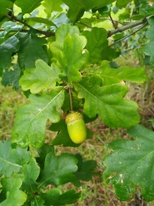50 English Oak Tree Seeds - Picture 1 of 2