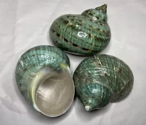 4” + 3.75” Natural Large Jade Turbo Shells 3-pack / Polished Pearlized Seashell - Picture 1 of 5