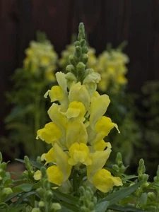 MPB#4 Snapdragon Seeds Snapdragon Candy Tops Yellow 50 Pelleted Seeds - Picture 1 of 1