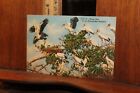 Vintage 1950&#39;s Florida Postcard Linen Wood Ibis Everglades Rookery