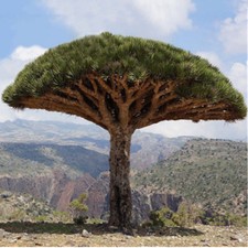 10pcs Canary Island Dragon Blood Tree seeds bonsai seed Giant Exotic Tree Fresh