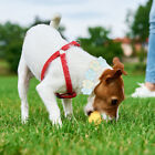  Soft Kitten Collar Dog Collars for Medium Dogs Pet Skin Friendly