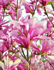 Magnolias Ann Deciduous Shrub With Fragrant Flowers Desired Shapes Tree 2.5" Pot