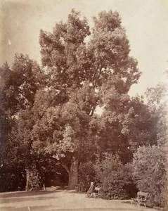 FRATELLI ALINARI (19.Jhd) Umkreis, Mann unter Korkeiche, Mailand, um 1880, Album - Bild 1 von 5