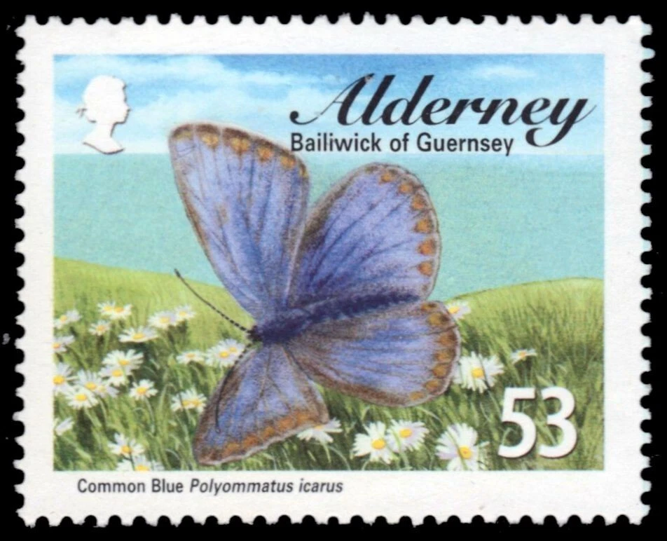 ALDERNEY 317 - Common Blue "Polyommatus icarus" (pb70179) - Image 1 of 1