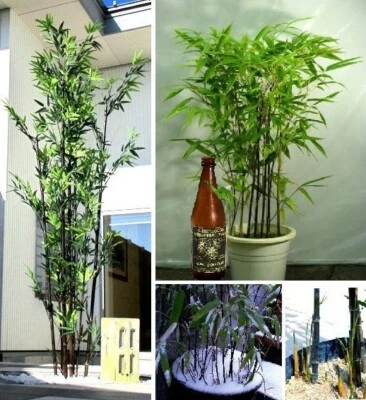 Schwarzer Bambus Pflanze für die Wohnung drinnen Zimmerpflanze groß pflegeleicht - Bild 1 von 2