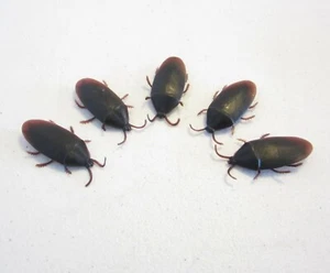 5 NEW FAKE COCKROACHES LARGE REALISTIC COCK ROACH BUGS 2" SIZE SCARY PRANK - Picture 1 of 7