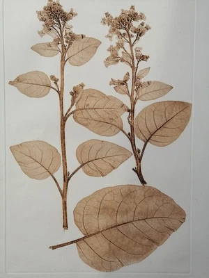 Original Naturselbstdruck "Aus der k.k. Hof und Staatsdruckerei Wien." 1853 - Bild 1 von 4