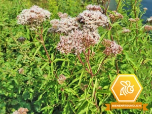 Wasserdost - Eupatorium cannabinum Teichpflanze Wasserpflanze Sumpfpflanze - Bild 1 von 5