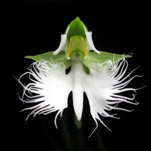 1 Confezione 100 Semi di Orchidea Egret Bianca Airone Orchidea Havearia radiata S069 - Foto 1 di 6