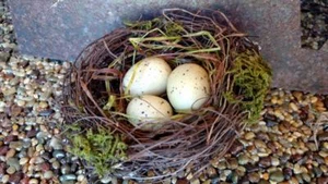 NWT 5" Rustic 3 Bird EGG in NEST Twig Straw & Moss Ornament Craft Decoration  - Picture 1 of 1
