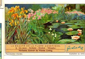 S1329 - CHROMO LIEBIG - 1936 - "THE BEAUTY OF AQUATIC FLORA": 2. IRIS JAU - Picture 1 of 1