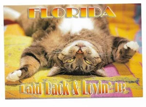 Florida Chrome Postcard Laid Back & Lovin' It Relaxed Greetings From Cat - Picture 1 of 2