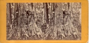T14-78810 Stereoview Card Real Photo Wm Cullen Bryant Redwood Tree Calaveras CA - Bild 1 von 2