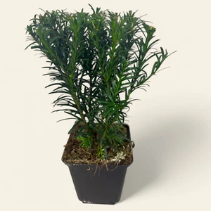 20 Taxus baccata, Heimische-Eibe winterhart, immergrün T9x9 Jungpflanze 3jährig - Bild 1 von 11