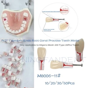 Typodont ECA Endo conducto radicular práctica estudio dientes modelo Nissin Kilgore 11# tipo - Imagen 1 de 15