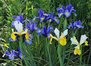 15 Iris Hollandica Mixed Summer Flowering Bulbs Garden Dutch Perennial Flowers - Picture 1 of 10