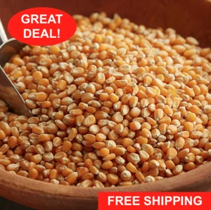 50 lb Extra Large Mushroom Popcorn Kernels Restaurant Home Theater Movie Kitchen - Picture 1 of 12