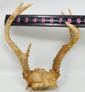 6 Point Vtg Deer Antlers Skull Rack Horns Gnarly Taxidermy B4 - Picture 1 of 4