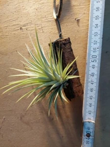 Tillandsia espinosae, aufgebunden - Bild 1 von 2