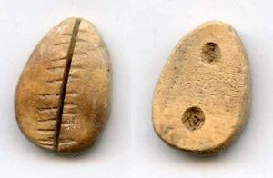 Antike Knochen Kauri-Münze (Zähne und zwei Löcher), W.Zhou, 1046-771 v. Chr., China - Bild 1 von 1