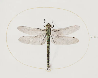 Vintage Dragonfly Illustration Giclee Print on Fine Art Paper