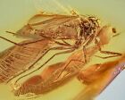 Insekt Inkluse Einschluss Baltischer Naturbernstein +FREIES FOTO i1713 Amber