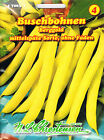 Buschbohne 'Berggold' gelb, ohne Fden,mittelspt Wachsbohne Bohne Samen 472037