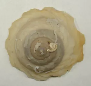 ONUSTUS CARIBAEUS 61,12 mm SUPER ELECCIÓN MUESTRA COMO NUEVO de Tampa, Florida - Imagen 1 de 2