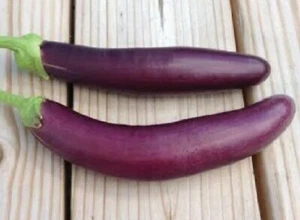 Mestiza Aubergine - Eggplant - 20+ seeds - PHILIPPINE VARIETY! So 008 - Picture 1 of 1