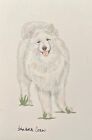 Samoyed Original Watercolor by Sandra Coen Standing Dog