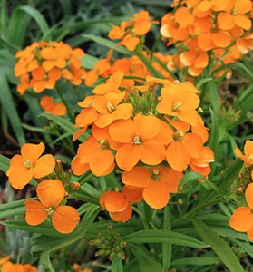 SIBERIAN WALLFLOWER FLOWER SEEDS - CLASSIC - BULK - Picture 1 of 2