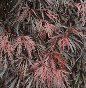 Arce Japonés Tamueyama 80-100cm - Acer palmatum - Imagen 1 de 1
