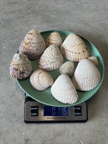 10 Cockle Sea Shells Siesta Key Florida Lot 8 | eBay
