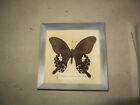 verzamelen - vlinder - papilio helenus fortunius
