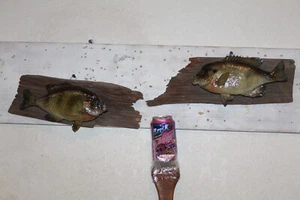 2 Taxidermy Panfish Bluegill Crappie Perch Bass Mount Real Skin Sun Fish Walleye - Picture 1 of 7