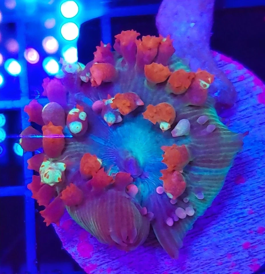 Cogumelo coral São Tomás - Imagem 1 de 1