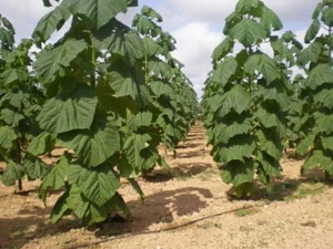 PINZA PAULOWNIA SHAN (1000+ SEMILLAS) (Fortunei x Tomentosa) -28°C - Imagen 1 de 5
