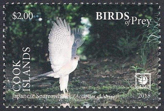 Cook Islands 2018 - Bird of Prey - Japanese Sparrowhawk - Image 1 of 1