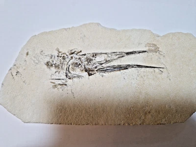 Schnabelfisch, Belonostomus sp., Mörnsheimer Formation, Solnhofen - Bild 1 von 4