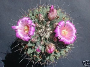 Mammillaria Melanocentra @ alfiletero exótico globular raro semilla de cactus 100 SEMILLAS - Imagen 1 de 1