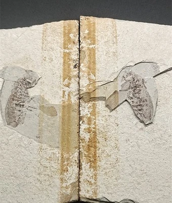 Exquisite insect fossils from the Jurassic Daohugou period AQ - Image 1 of 4