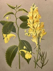 Incisione su legno piante quadri antichi 1884 fiori botanica stampa a colori illustrazione RETRO - Foto 1 di 8