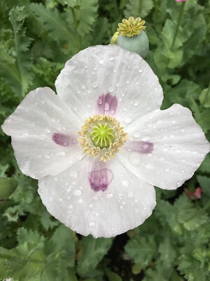 6,2 грамма - 20 000 свежих семян сомниферума мака - белые цветы - большая головка семян - Изображение 1 из 4