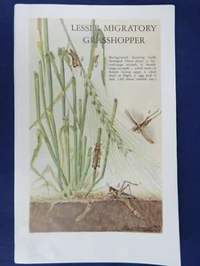 Vintage Plate Lesser Migratory/Differential Grasshopper Entomology Insect Print - Picture 1 of 6