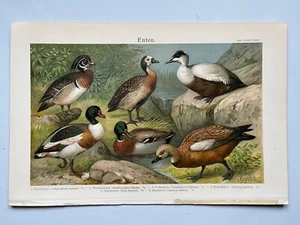 Enten Enten Antik Chromolithographie 1903 - Bild 1 von 2