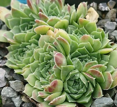 Sempervivum heuffelii "Darius" (B)  Jovibarba Hauswurz Steingartenpflanze - Bild 1 von 2